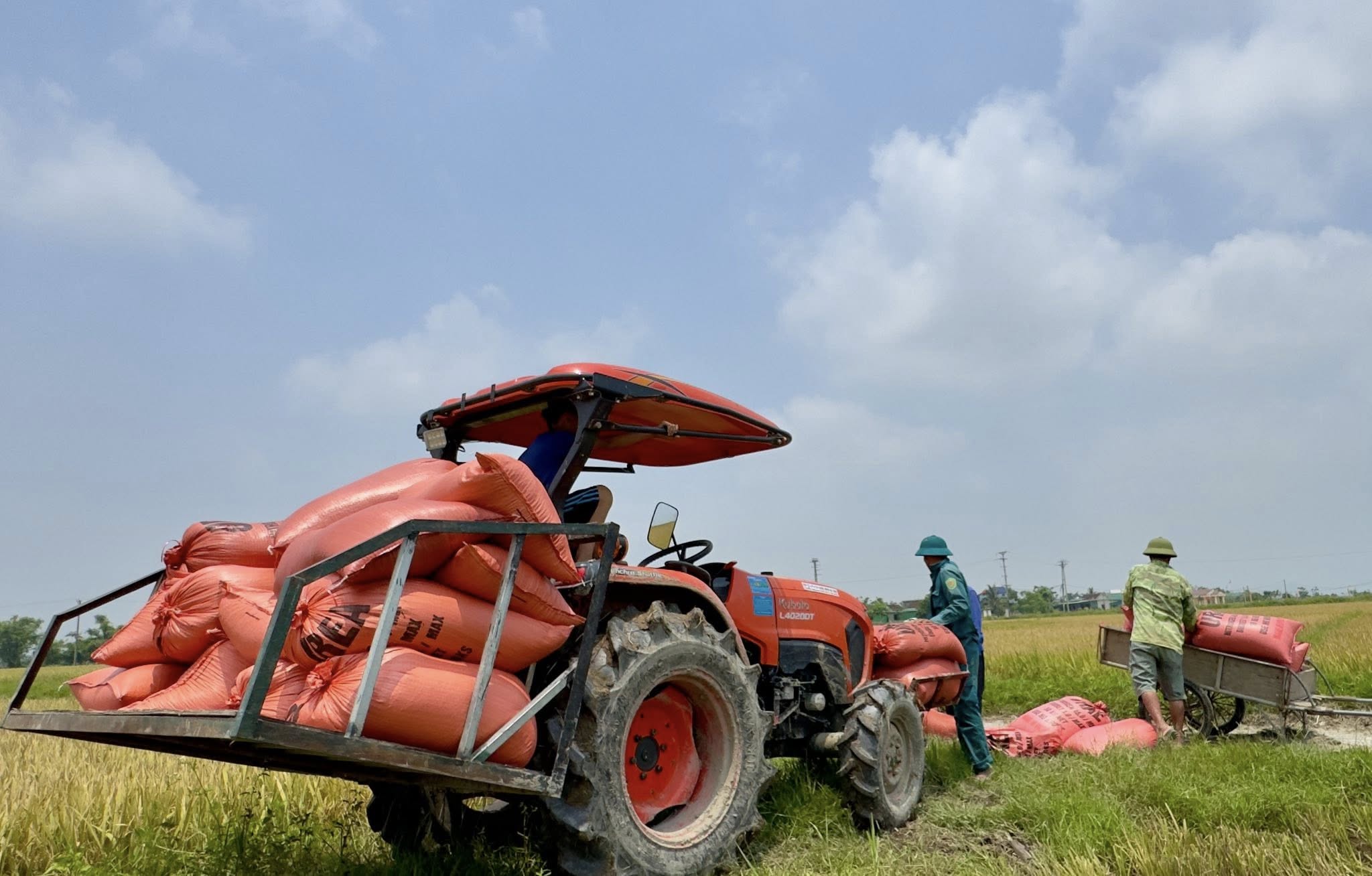Khẩn trương thu hoạch lúa Xuân để tránh thiệt hại do những bất thường của thời tiết gây ra.